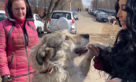 Аделина Панина со своими подписчиками навестила Приют Бирюлево и передала собранную помощь для бездомных животных